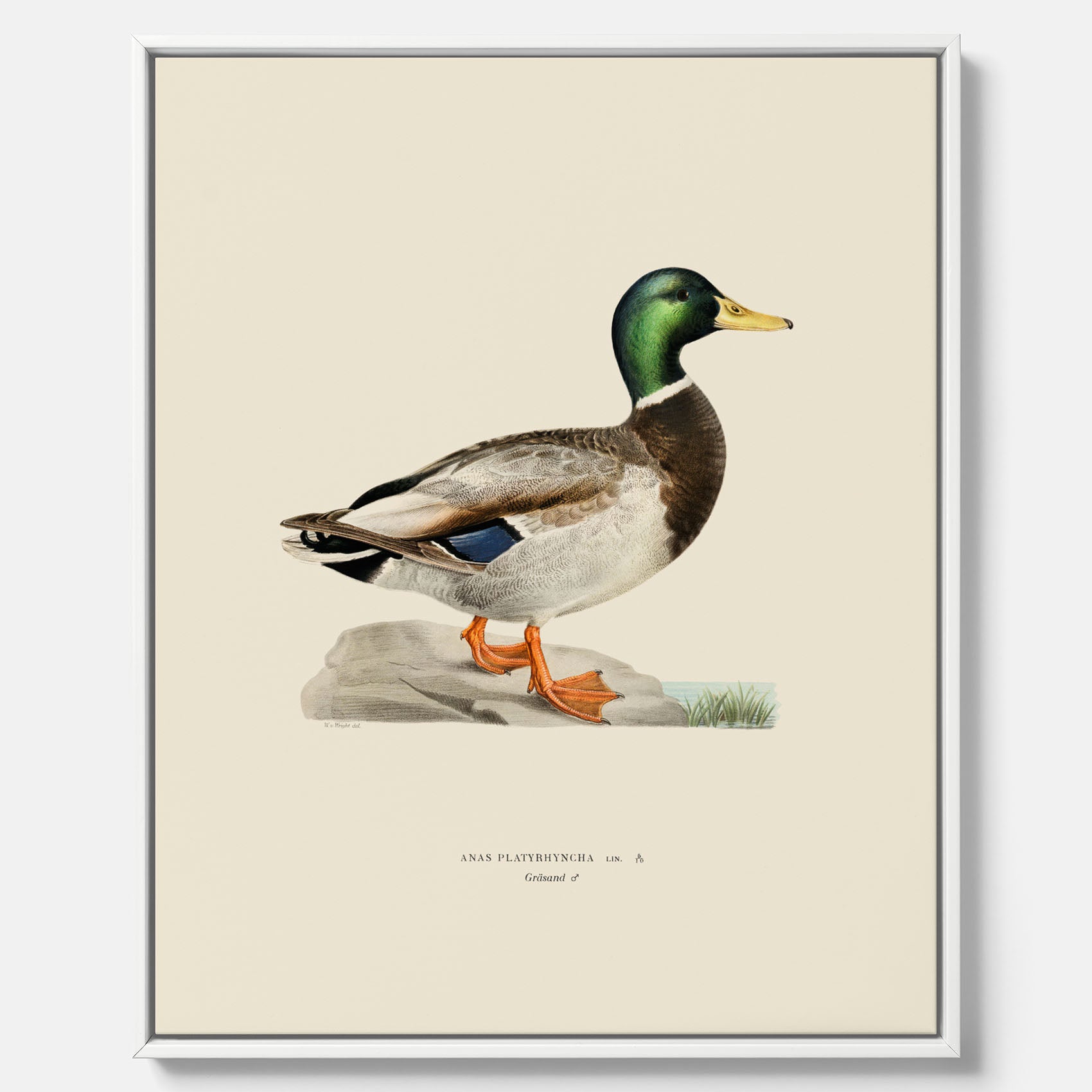 Vintageposter på canvas föreställande en gräsand, ritad av bröderna von Wright.