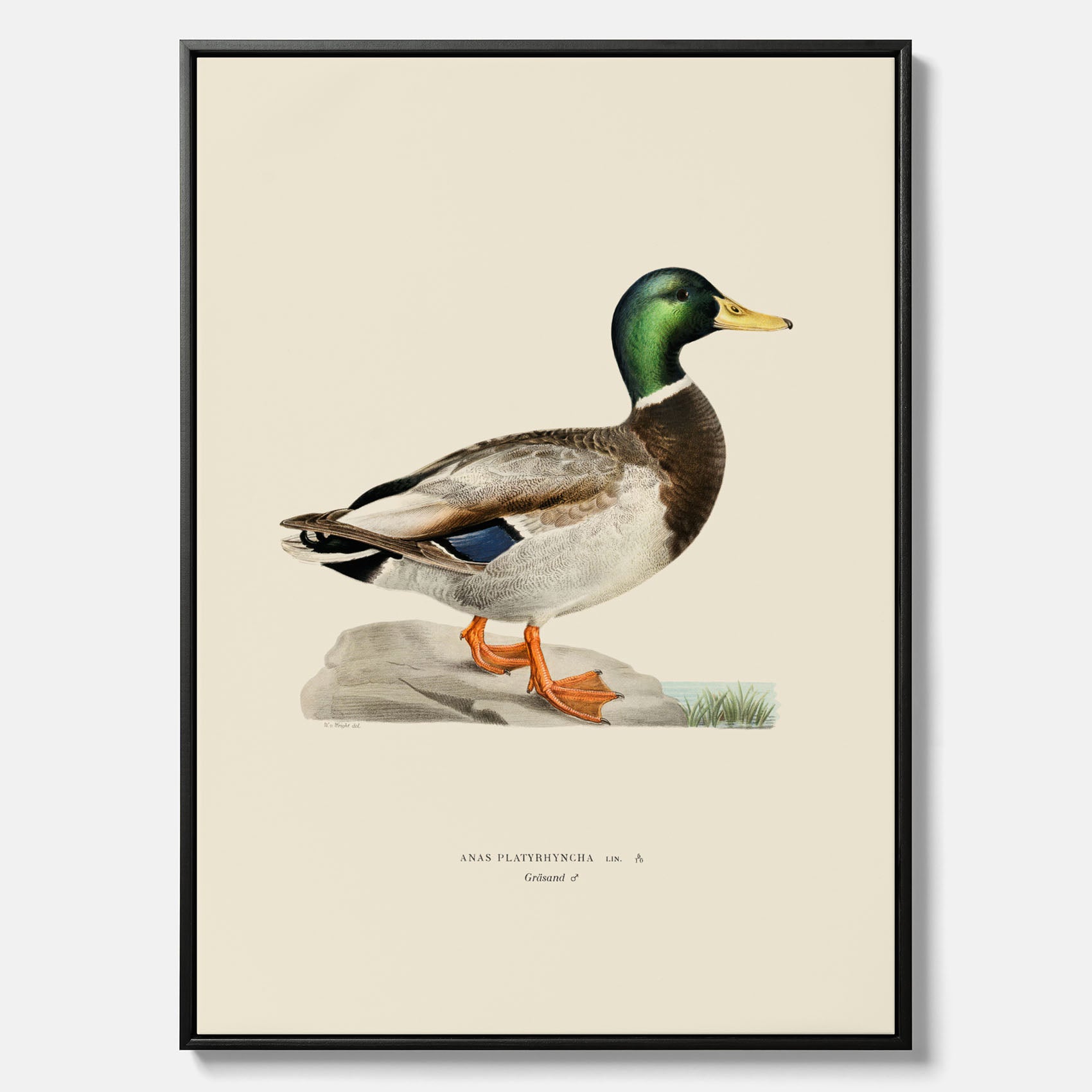 Vintageposter på canvas föreställande en gräsand, ritad av bröderna von Wright.