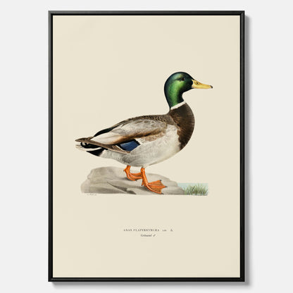 Vintageposter på canvas föreställande en gräsand, ritad av bröderna von Wright.