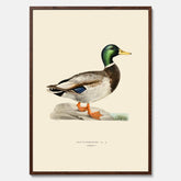 Vintageposter föreställande en gräsand, ritad av bröderna von Wright.