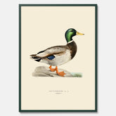 Vintageposter föreställande en gräsand, ritad av bröderna von Wright.