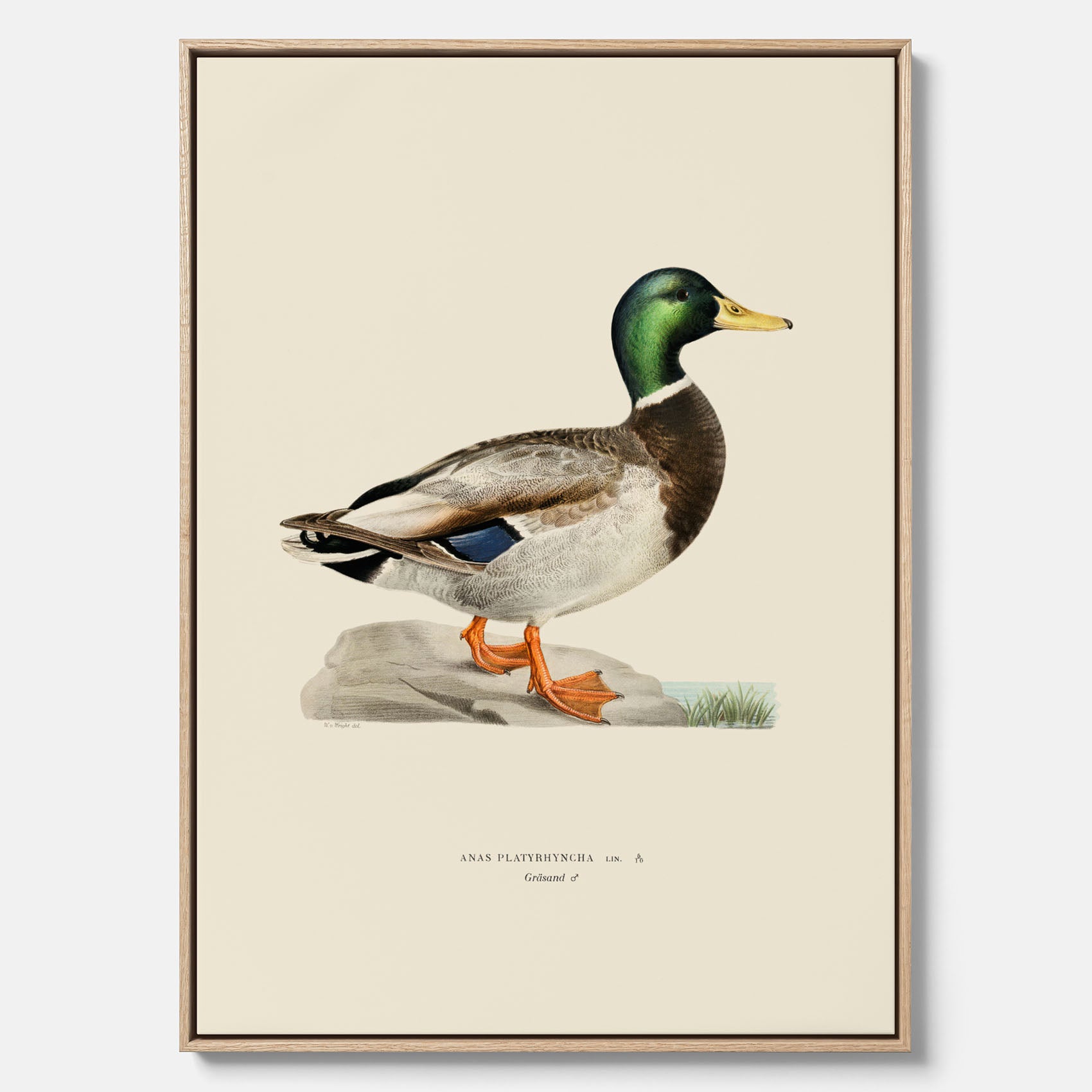 Vintageposter på canvas föreställande en gräsand, ritad av bröderna von Wright.