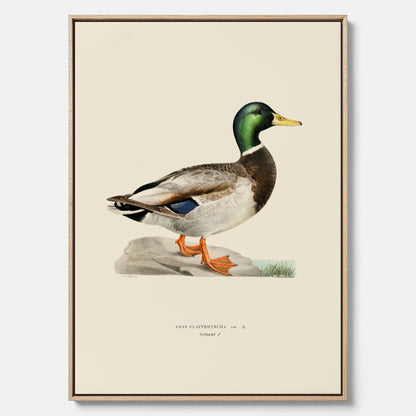 Vintageposter på canvas föreställande en gräsand, ritad av bröderna von Wright.