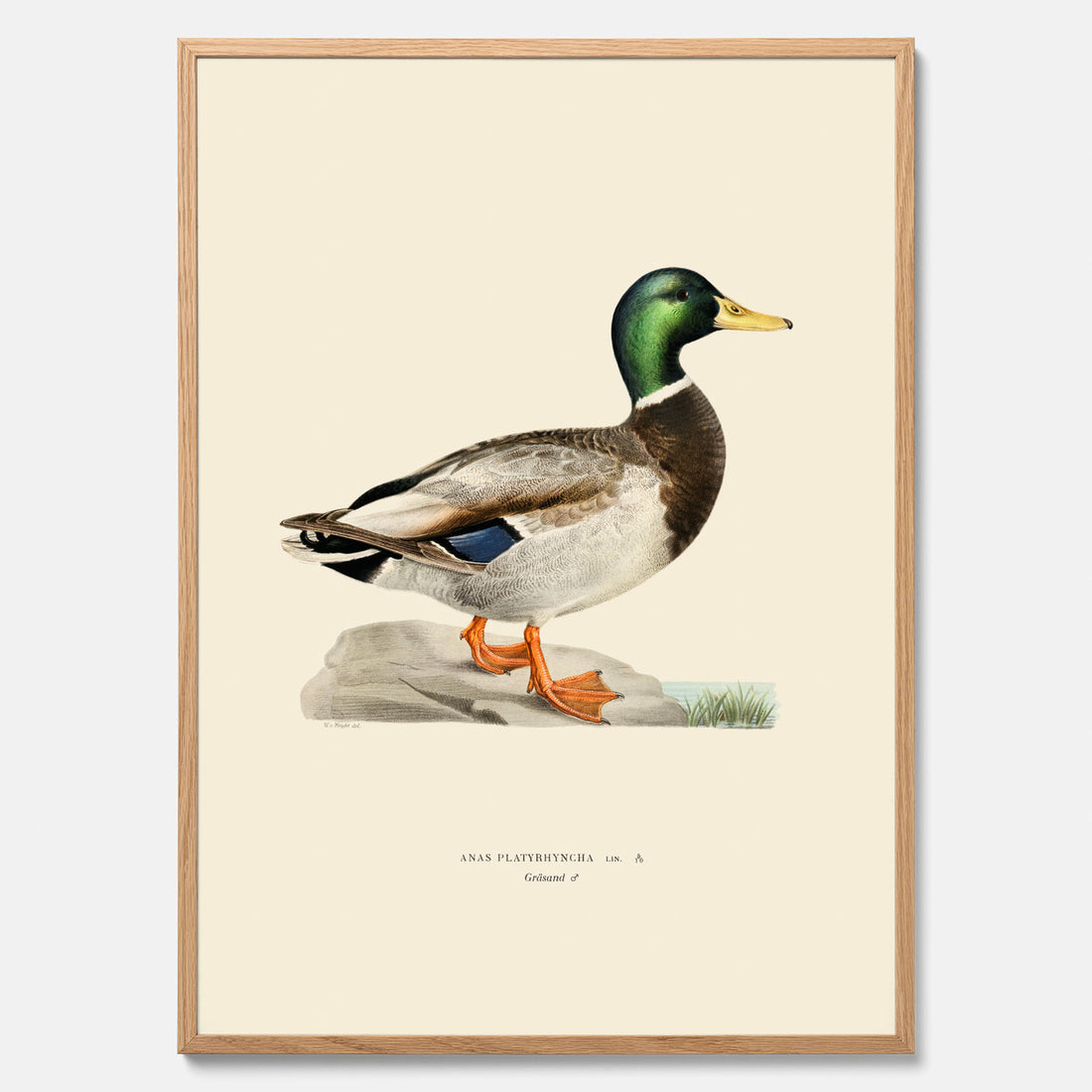Vintageposter föreställande en gräsand, ritad av bröderna von Wright.