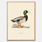 Vintageposter föreställande en gräsand, ritad av bröderna von Wright.
