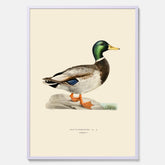 Vintageposter föreställande en gräsand, ritad av bröderna von Wright.