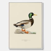 Vintageposter på canvas föreställande en gräsand, ritad av bröderna von Wright.