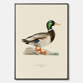 Vintageposter på canvas föreställande en gräsand, ritad av bröderna von Wright.