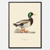 Vintageposter föreställande en gräsand, ritad av bröderna von Wright.