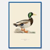 Vintageposter föreställande en gräsand, ritad av bröderna von Wright.