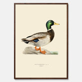 Vintageposter föreställande en gräsand, ritad av bröderna von Wright.