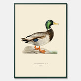 Vintageposter föreställande en gräsand, ritad av bröderna von Wright.