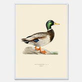 Vintageposter föreställande en gräsand, ritad av bröderna von Wright.