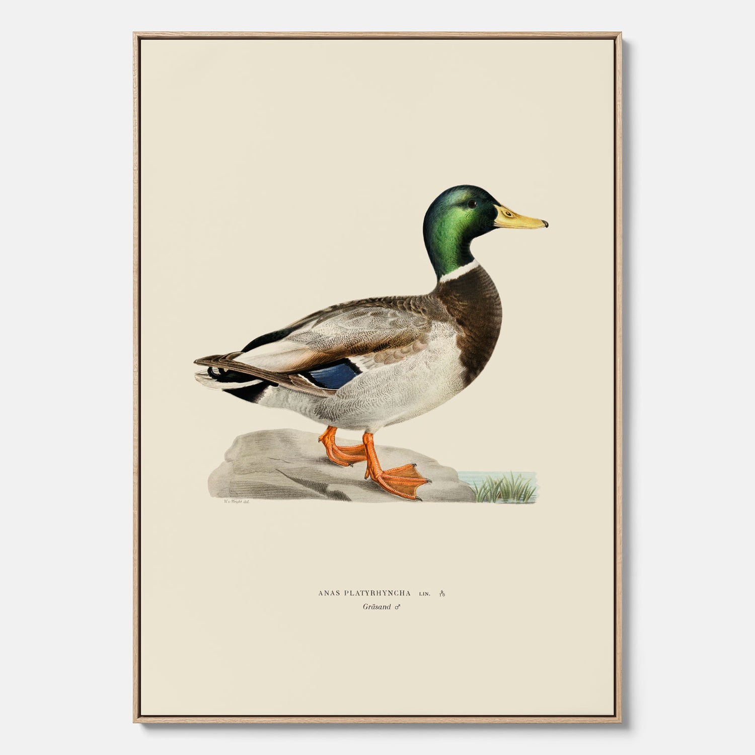 Vintageposter på canvas föreställande en gräsand, ritad av bröderna von Wright.