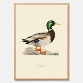 Vintageposter föreställande en gräsand, ritad av bröderna von Wright.