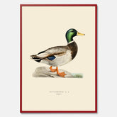 Vintageposter föreställande en gräsand, ritad av bröderna von Wright.