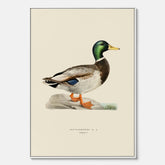 Vintageposter på canvas föreställande en gräsand, ritad av bröderna von Wright.