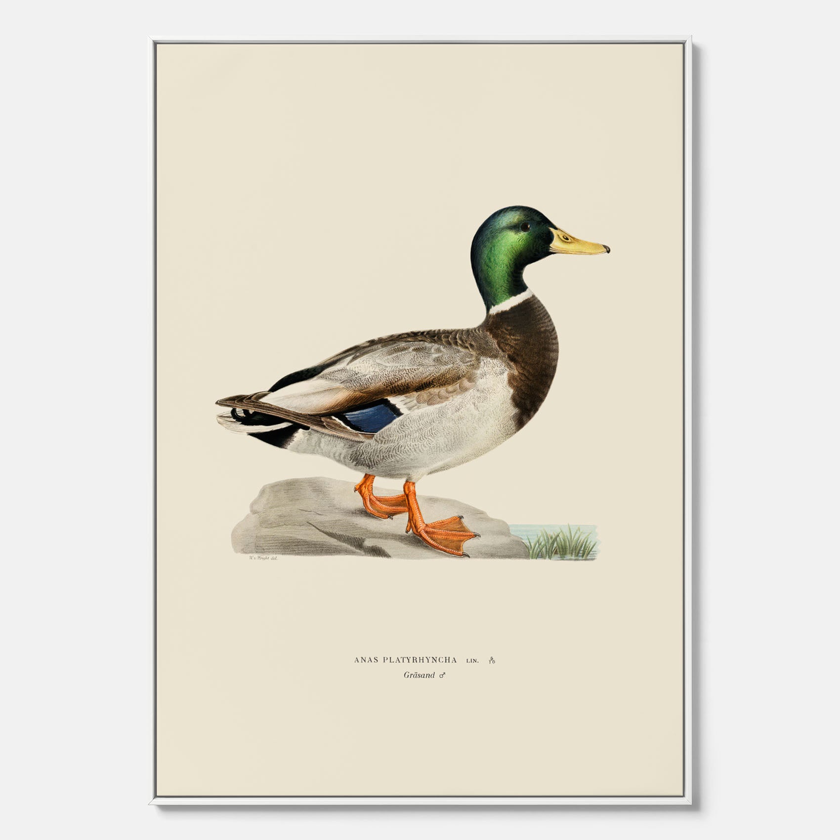 Vintageposter på canvas föreställande en gräsand, ritad av bröderna von Wright.