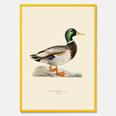 Vintageposter föreställande en gräsand, ritad av bröderna von Wright.