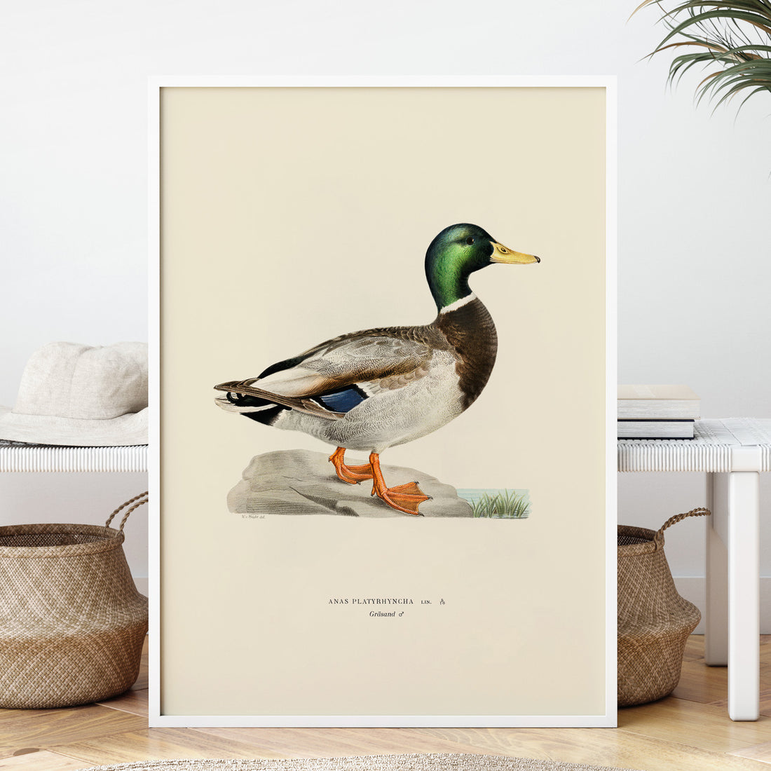 Vintageposter föreställande en gräsand, ritad av bröderna von Wright.
