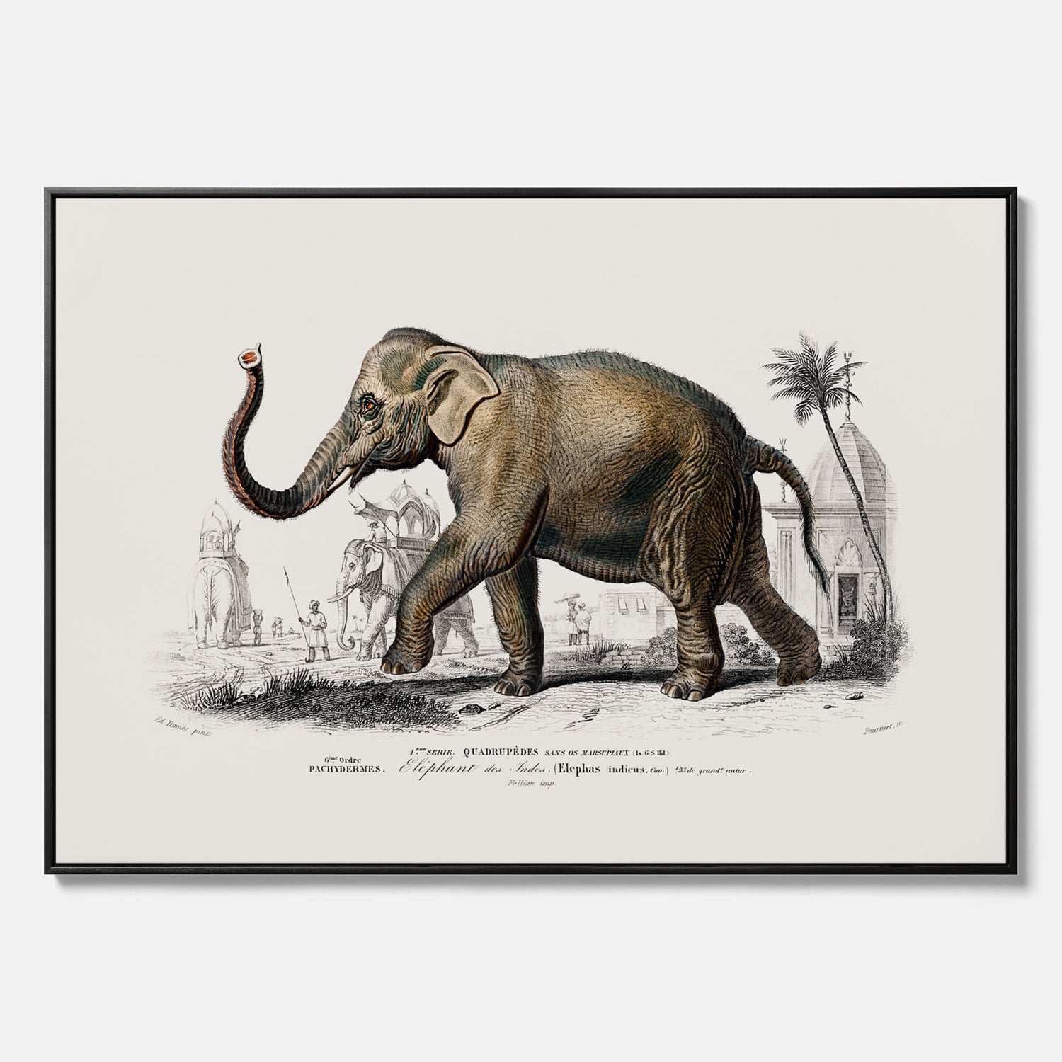 Historisk poster från 1837 som visar en illustration av en elefant i canvas