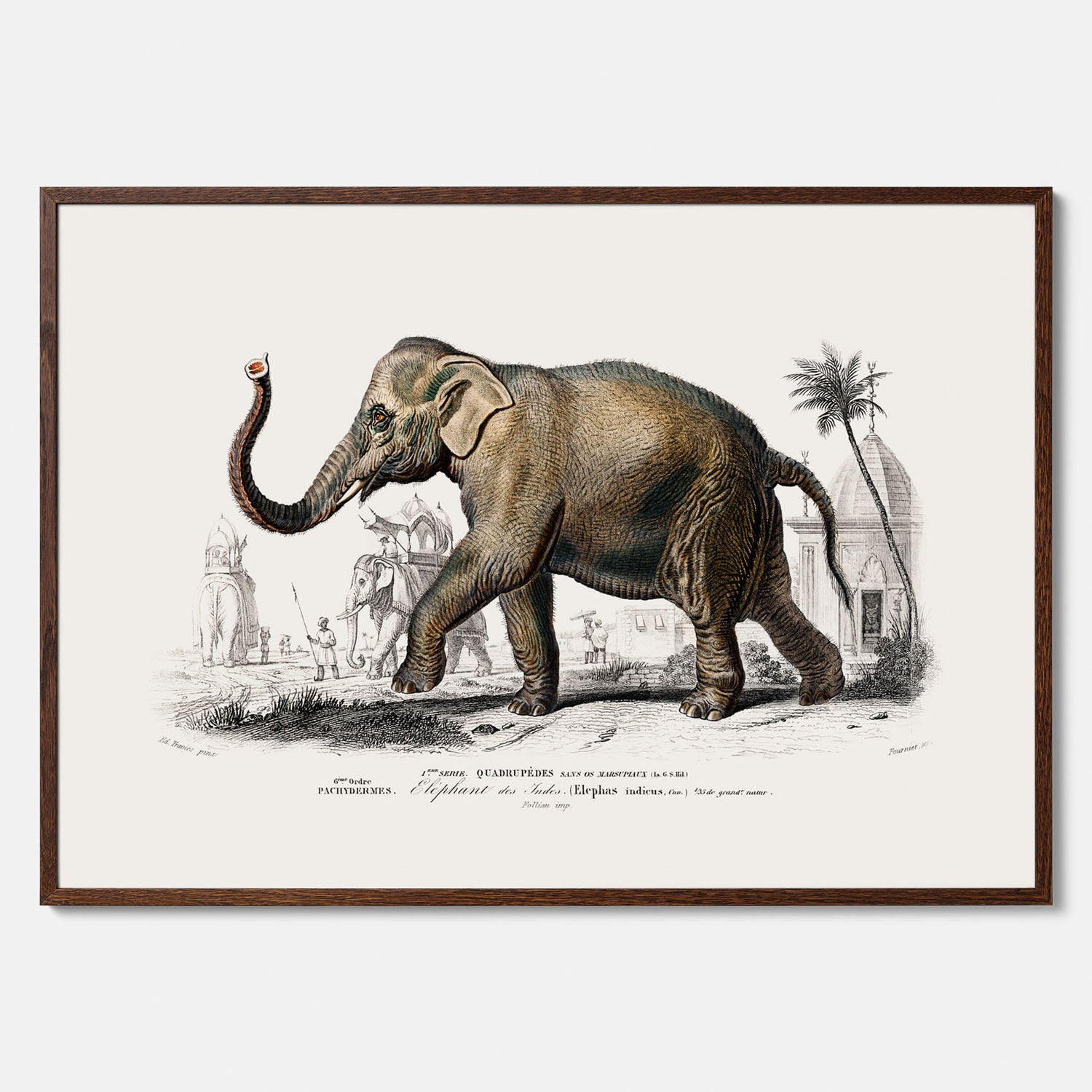 Historisk poster från 1837 som visar en illustration av en elefant