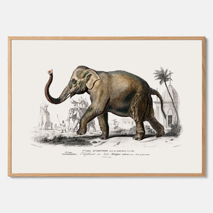 Historisk poster från 1837 som visar en illustration av en elefant