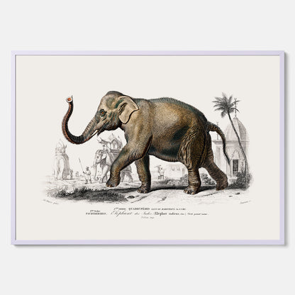 Historisk poster från 1837 som visar en illustration av en elefant
