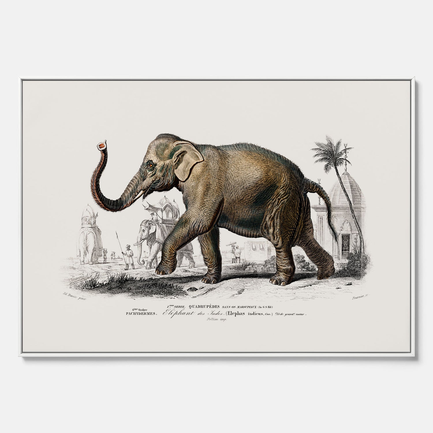 Historisk poster från 1837 som visar en illustration av en elefant i canvas