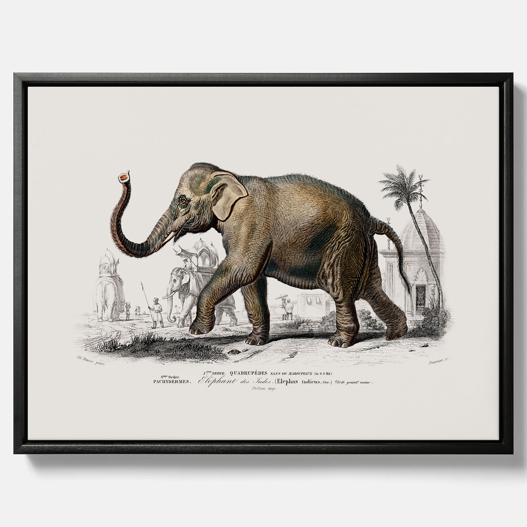 Historisk poster från 1837 som visar en illustration av en elefant i canvas