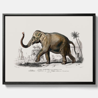 Historisk poster från 1837 som visar en illustration av en elefant i canvas