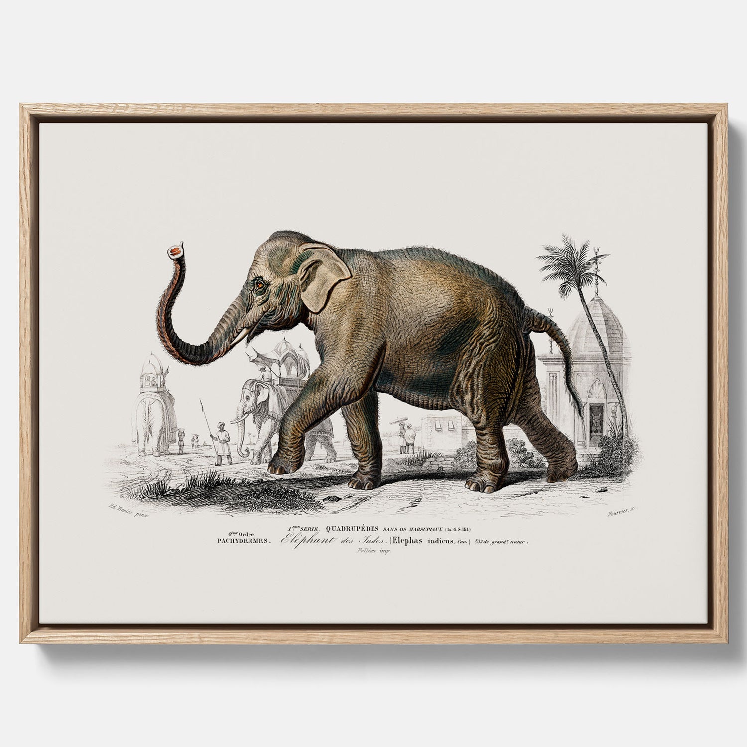 Historisk poster från 1837 som visar en illustration av en elefant i canvas