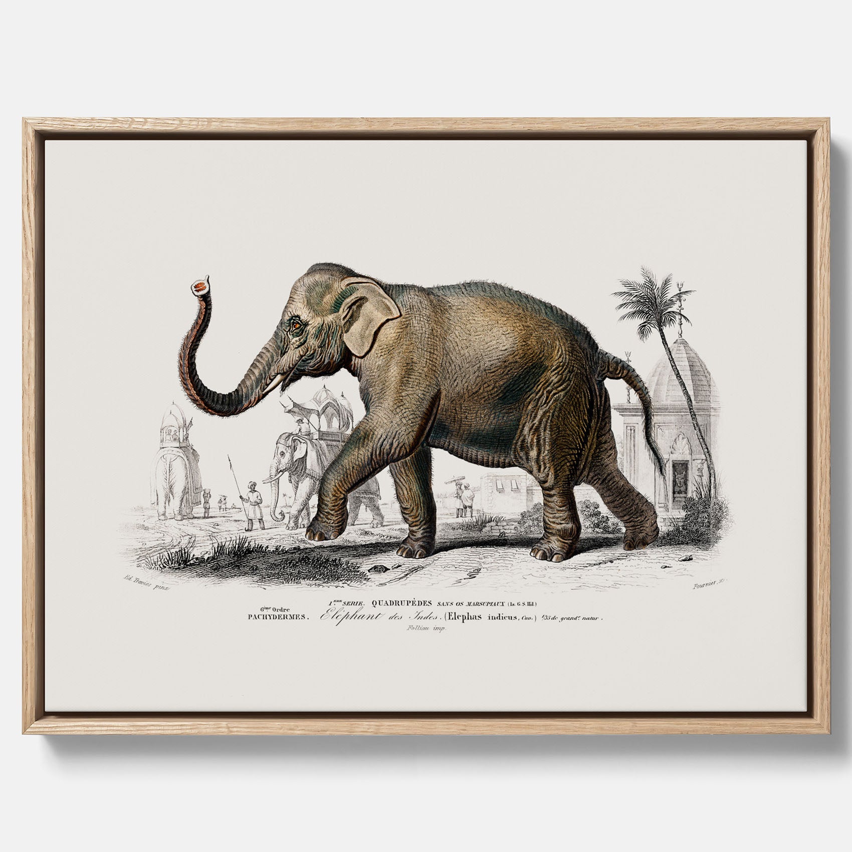 Historisk poster från 1837 som visar en illustration av en elefant i canvas