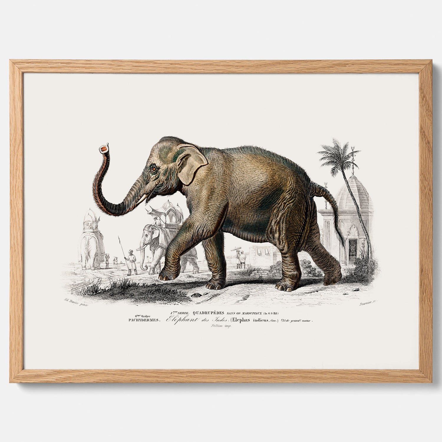 Historisk poster från 1837 som visar en illustration av en elefant