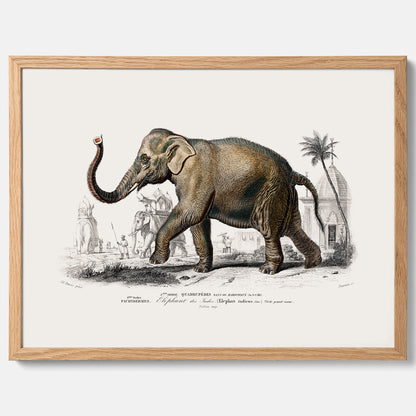 Historisk poster från 1837 som visar en illustration av en elefant