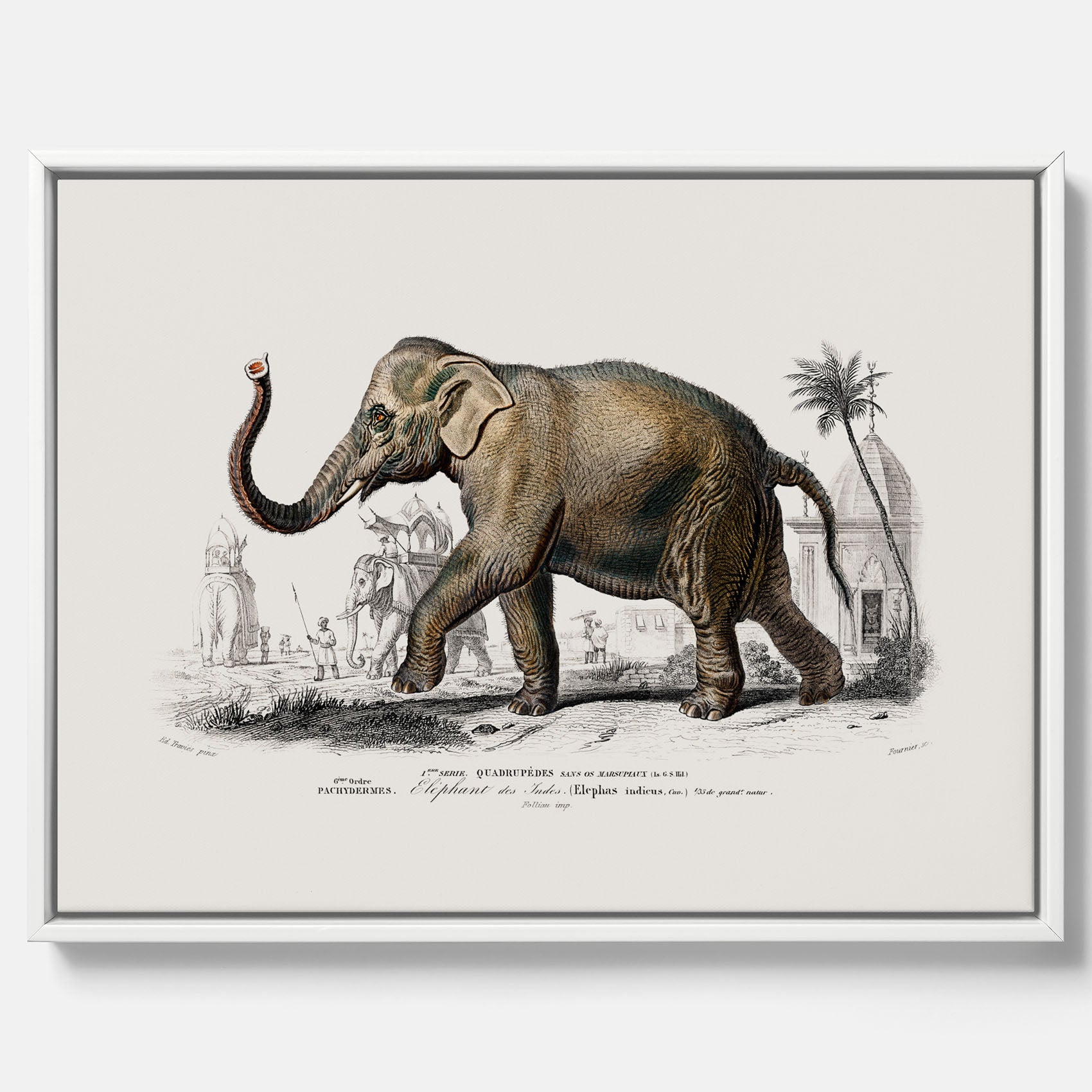 Historisk poster från 1837 som visar en illustration av en elefant i canvas