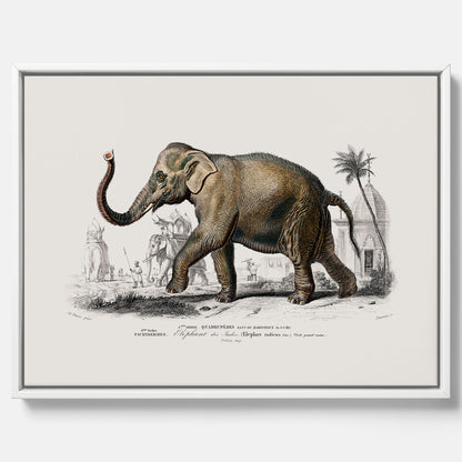 Historisk poster från 1837 som visar en illustration av en elefant i canvas