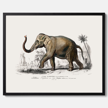 Historisk poster från 1837 som visar en illustration av en elefant