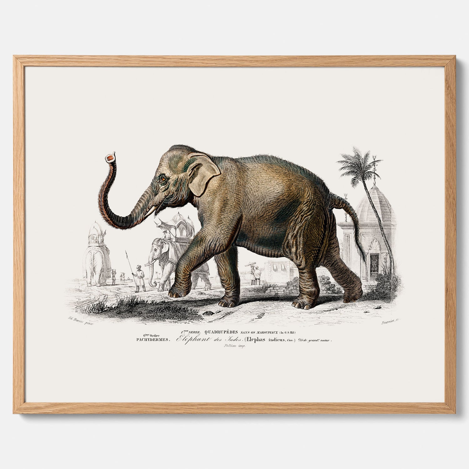 Historisk poster från 1837 som visar en illustration av en elefant