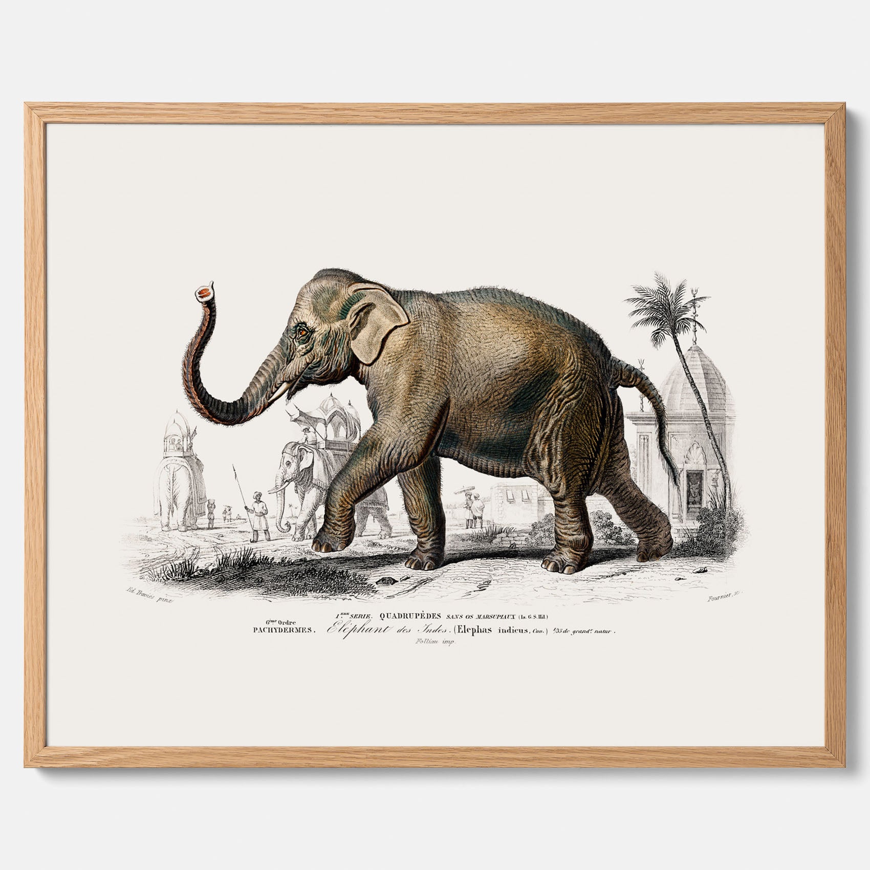 Historisk poster från 1837 som visar en illustration av en elefant