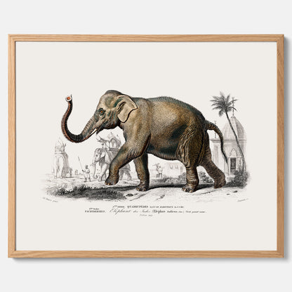 Historisk poster från 1837 som visar en illustration av en elefant