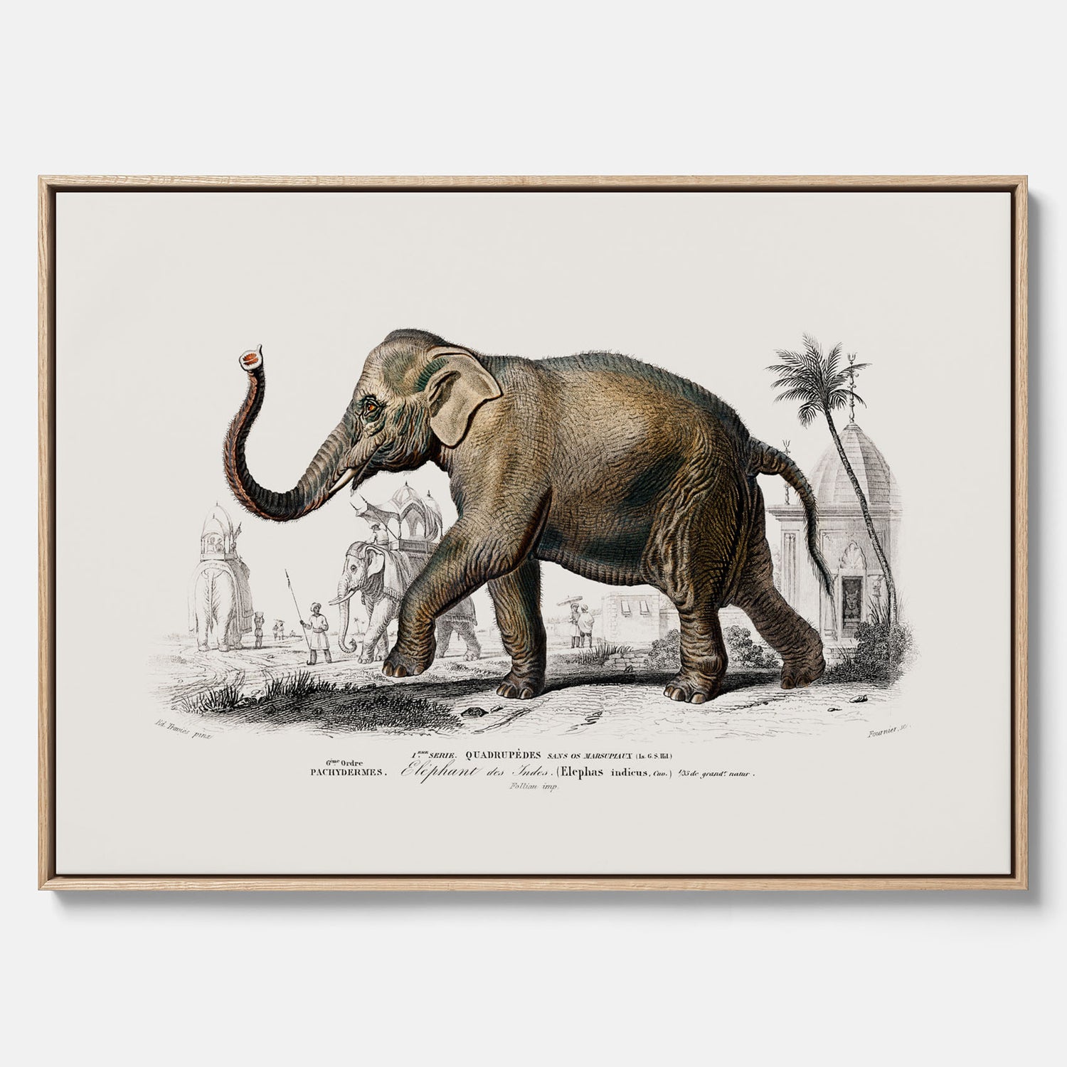 Historisk poster från 1837 som visar en illustration av en elefant i canvas