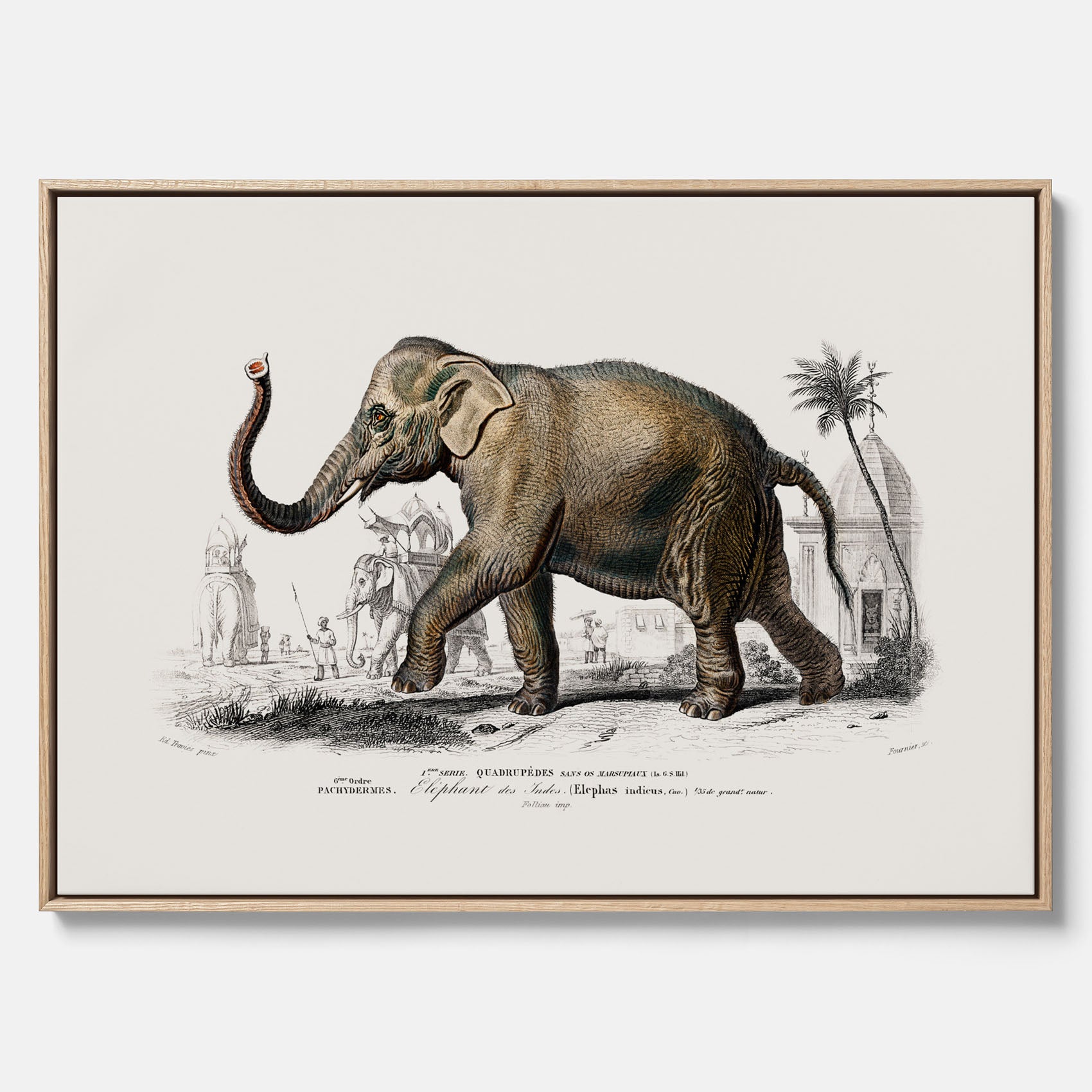 Historisk poster från 1837 som visar en illustration av en elefant i canvas