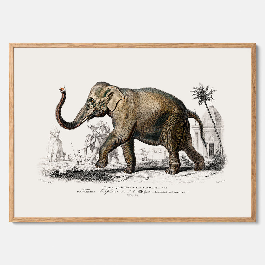Historisk poster från 1837 som visar en illustration av en elefant