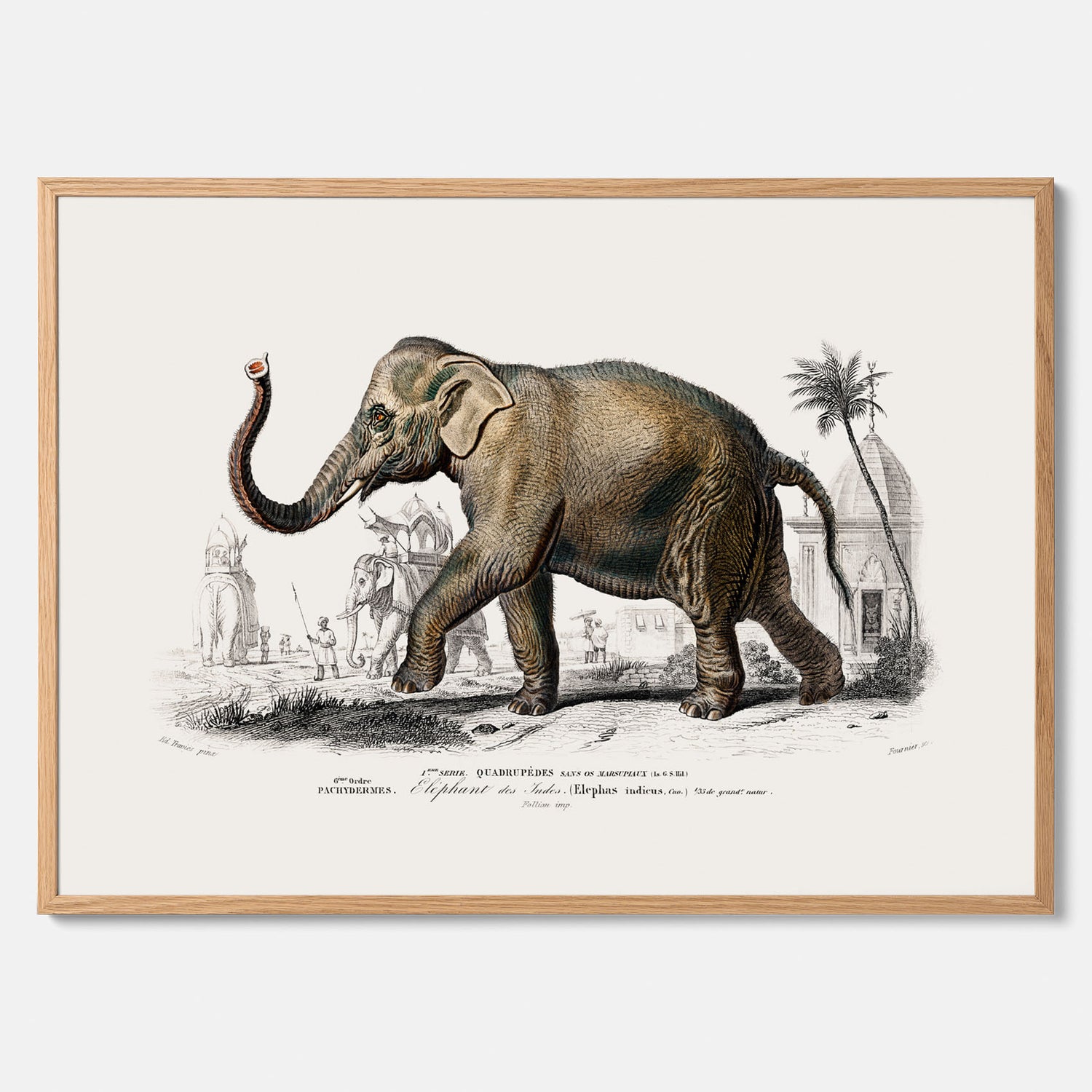 Historisk poster från 1837 som visar en illustration av en elefant