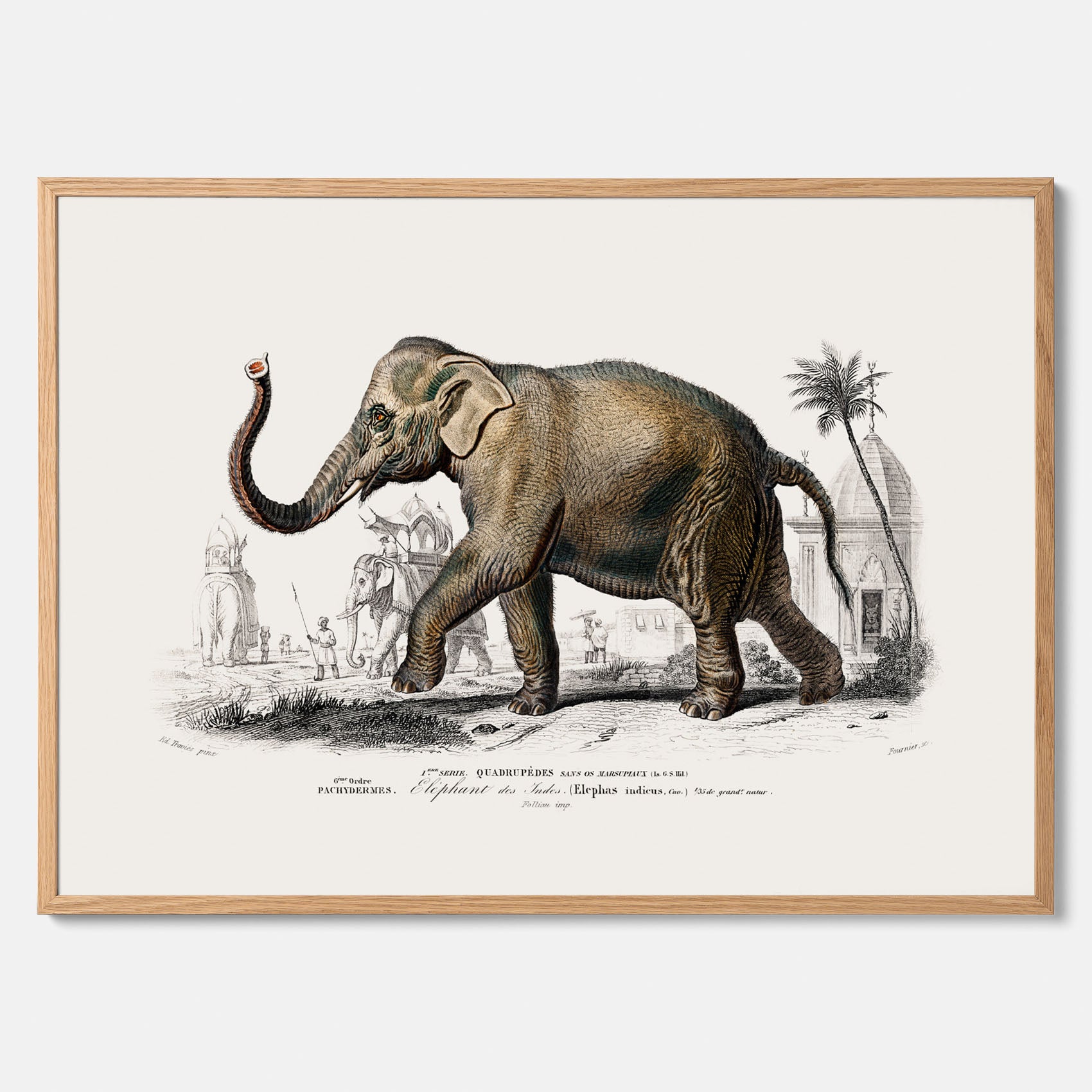 Historisk poster från 1837 som visar en illustration av en elefant