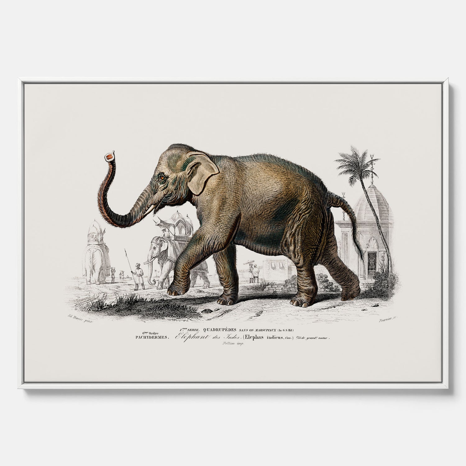 Historisk poster från 1837 som visar en illustration av en elefant i canvas