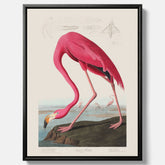 Tavla med Rosa Flamingo canvas vintage illustration konst