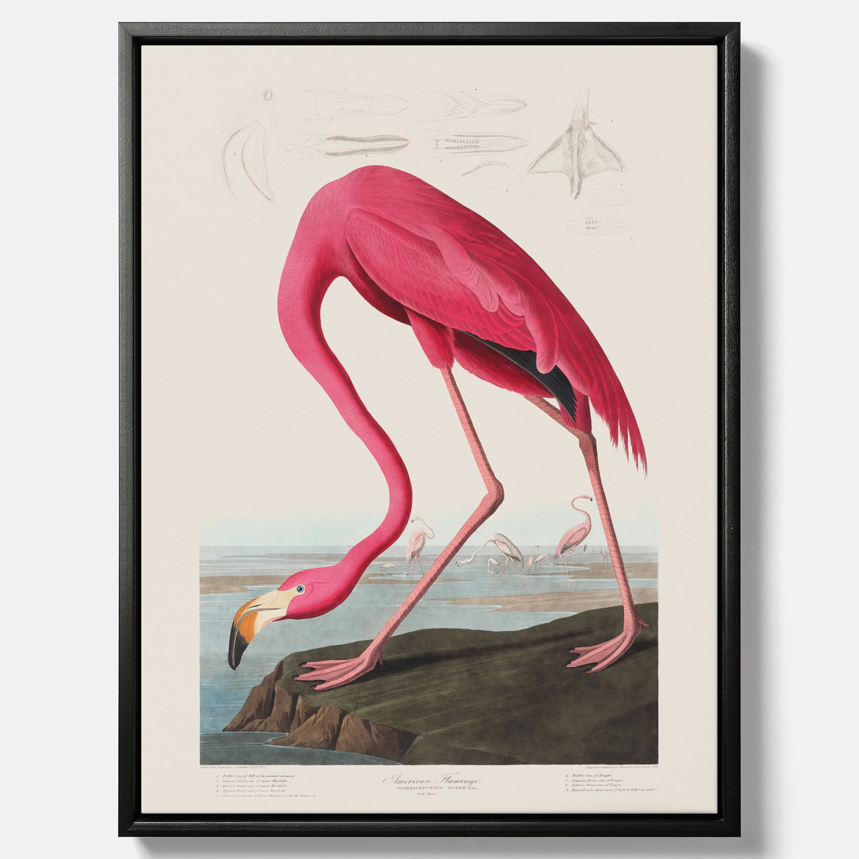 Tavla med Rosa Flamingo canvas vintage illustration konst