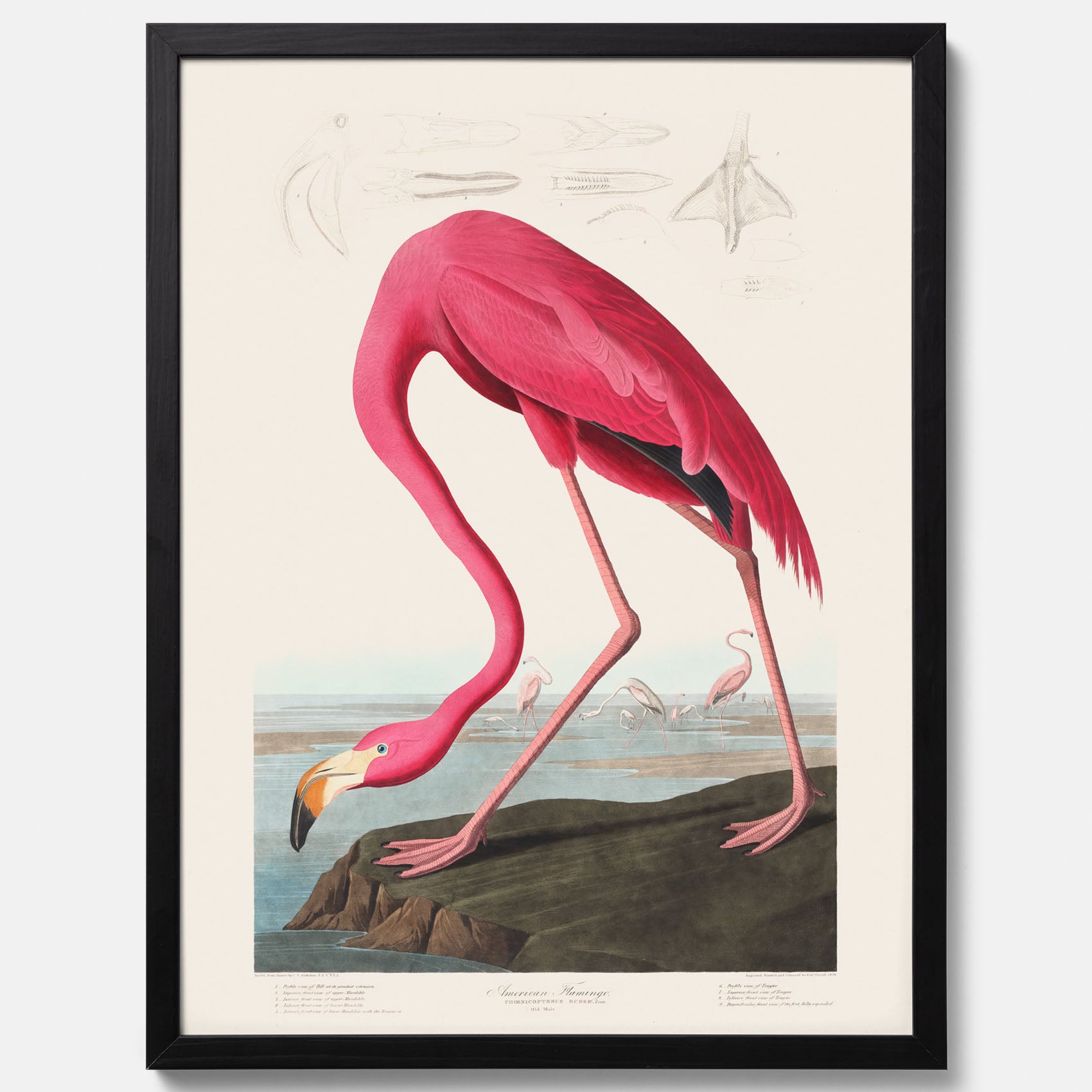 Tavla med Rosa Flamingo poster vintage illustration konst